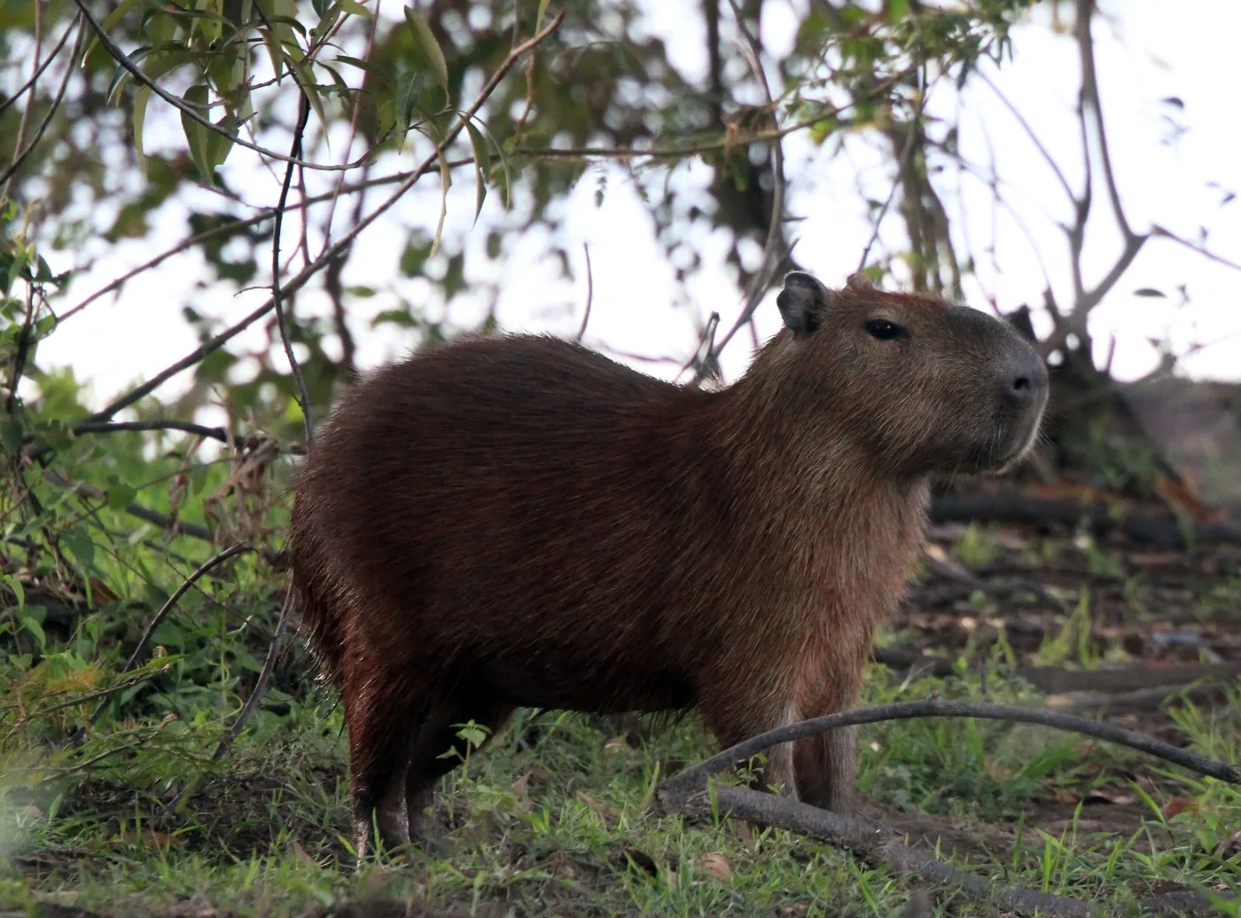 2136691-wenezuela-los-llanos.jpg