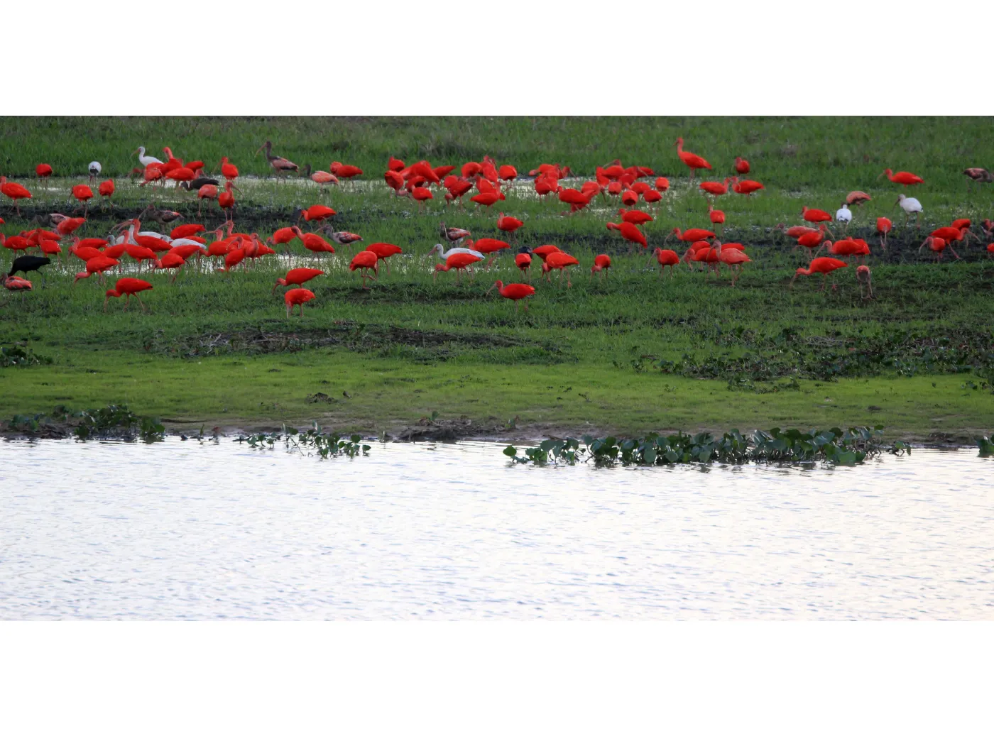 2136716-wenezuela-los-llanos.jpg
