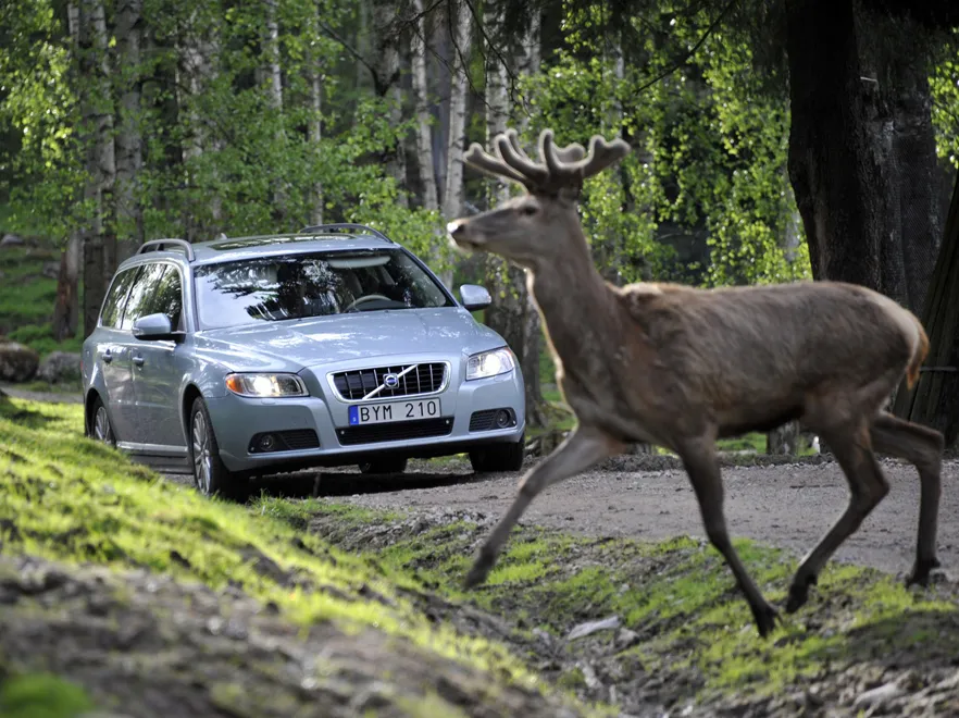 2171913-animals-detection-7.jpg
