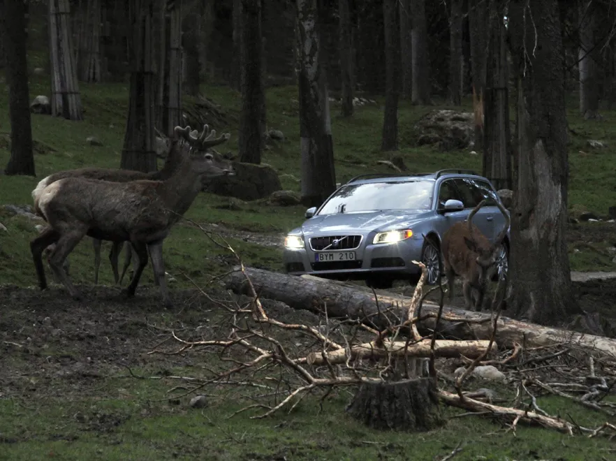 2171936-animals-detection-3.jpg