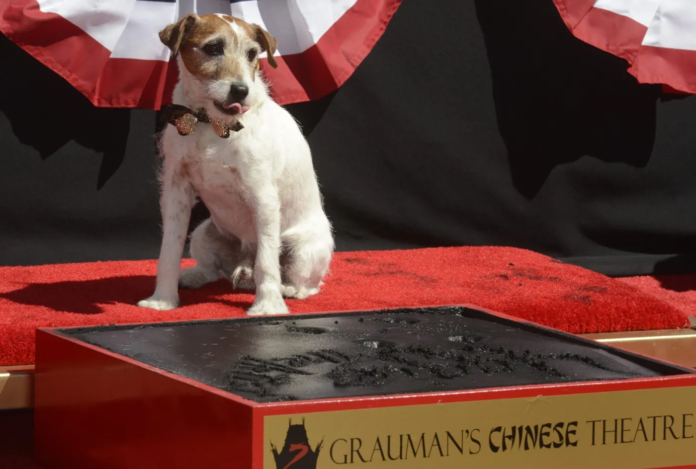 3696427-uggie-w-alei-gwiazd.jpg