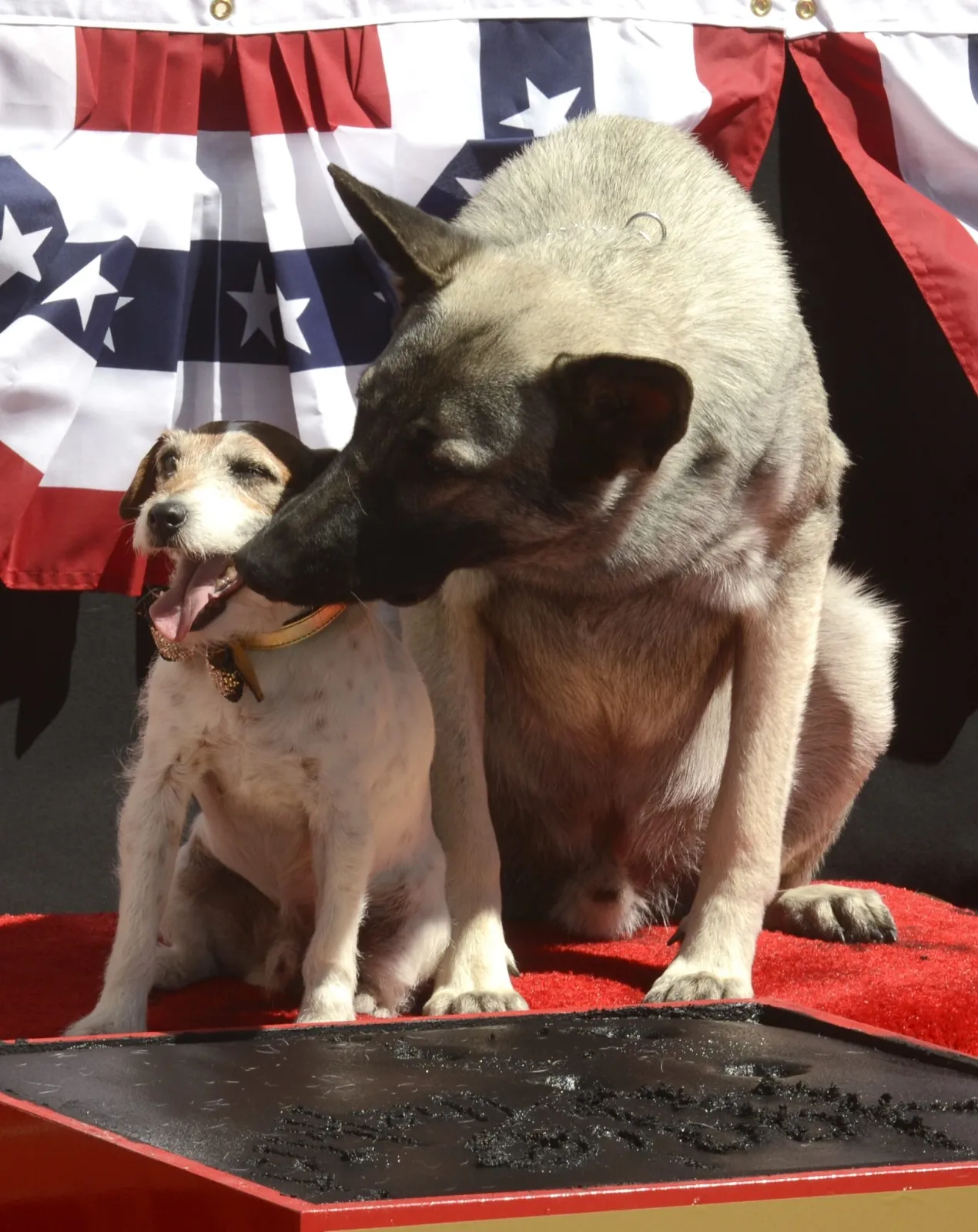 3696485-uggie-w-alei-gwiazd.jpg