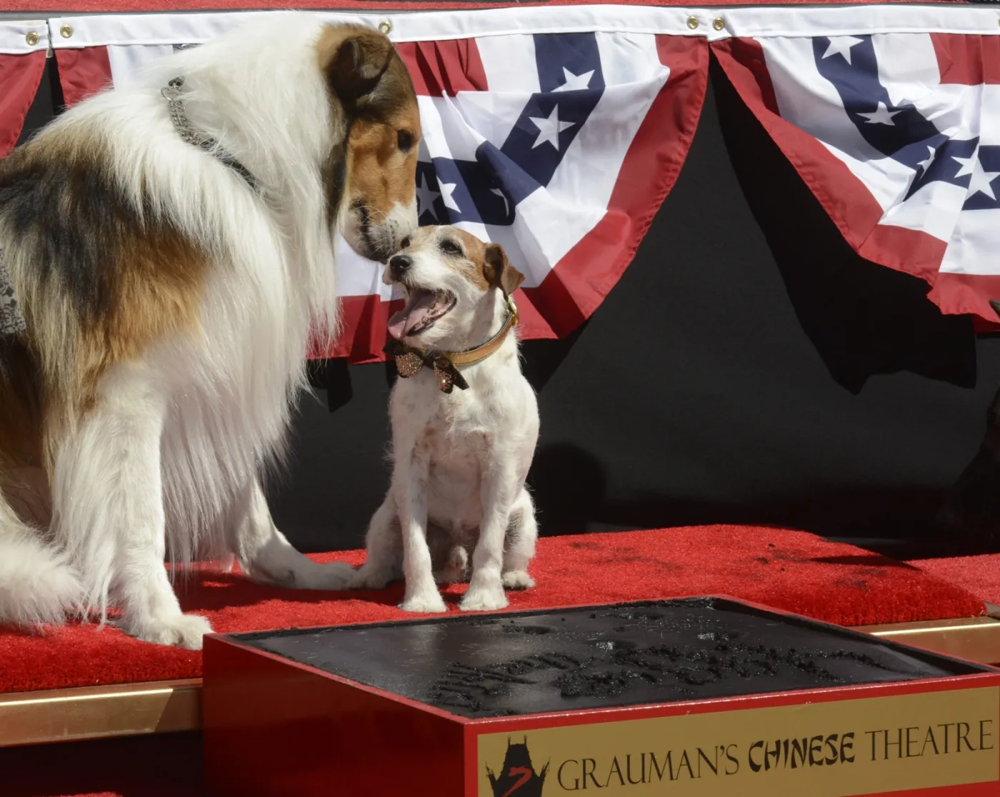 3696514-uggie-w-alei-gwiazd.jpg