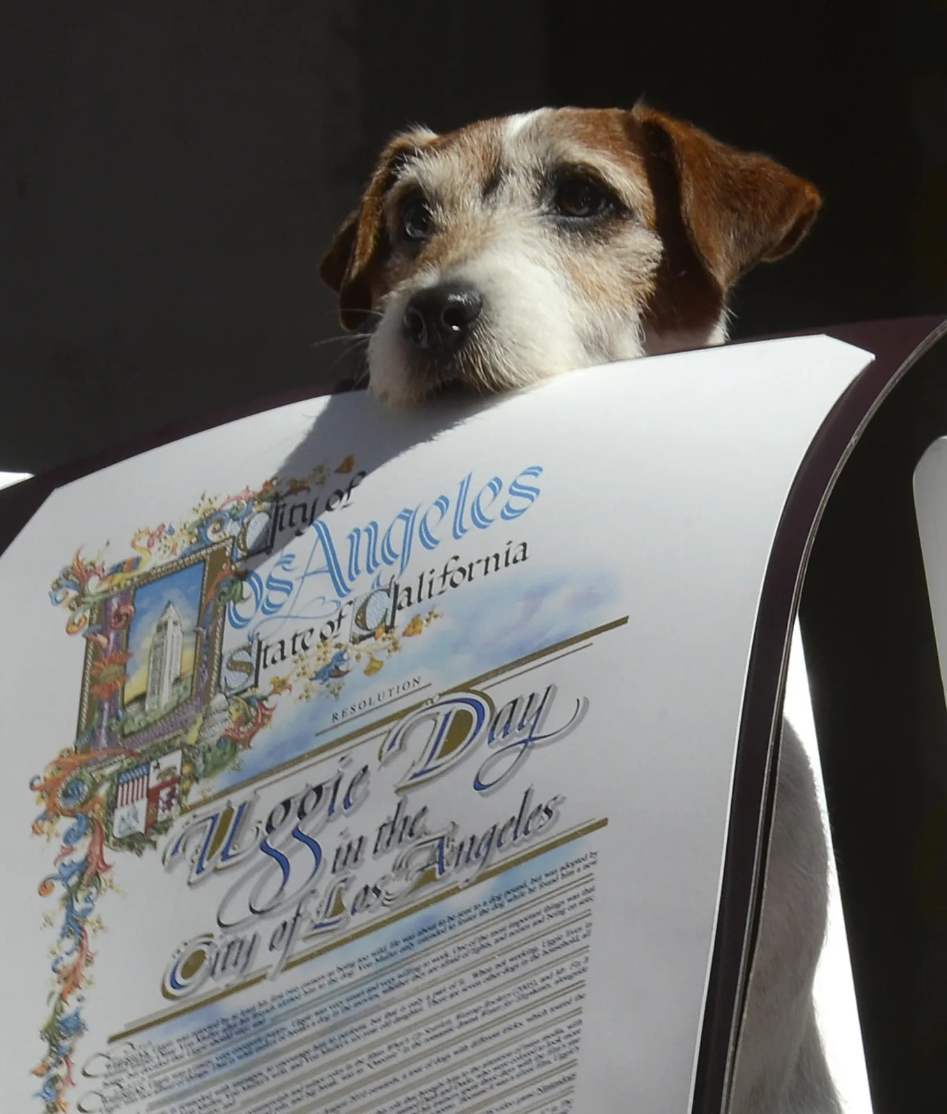 3696543-uggie-w-alei-gwiazd.jpg