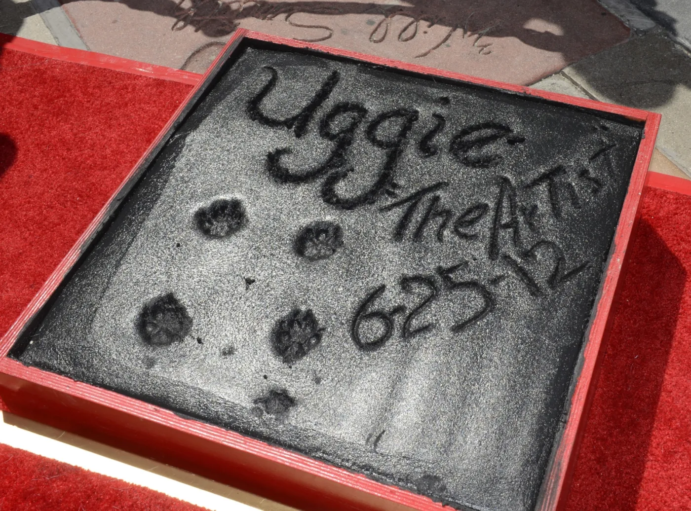3696629-uggie-w-alei-gwiazd.jpg