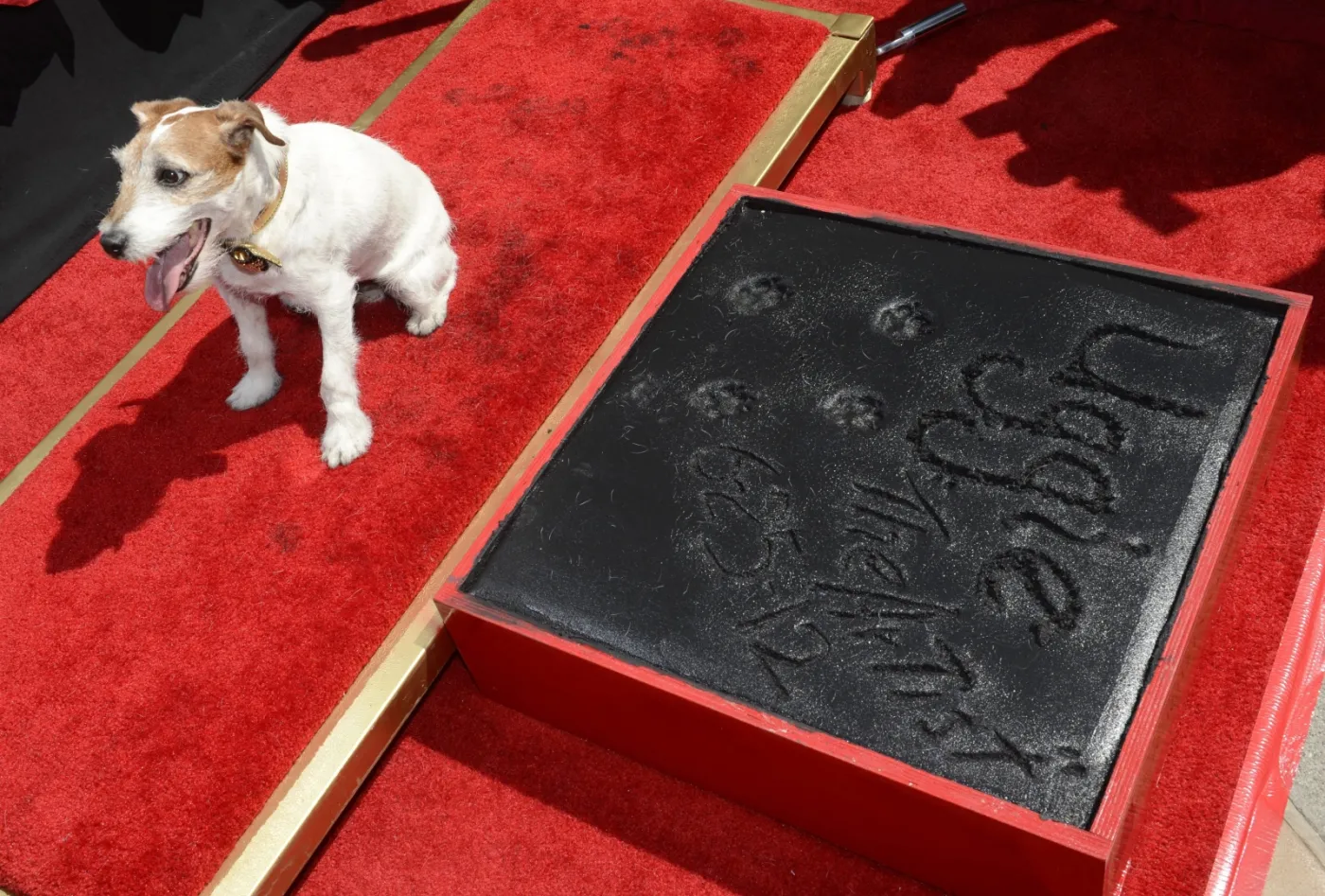 3696340-uggie-w-alei-gwiazd.jpg