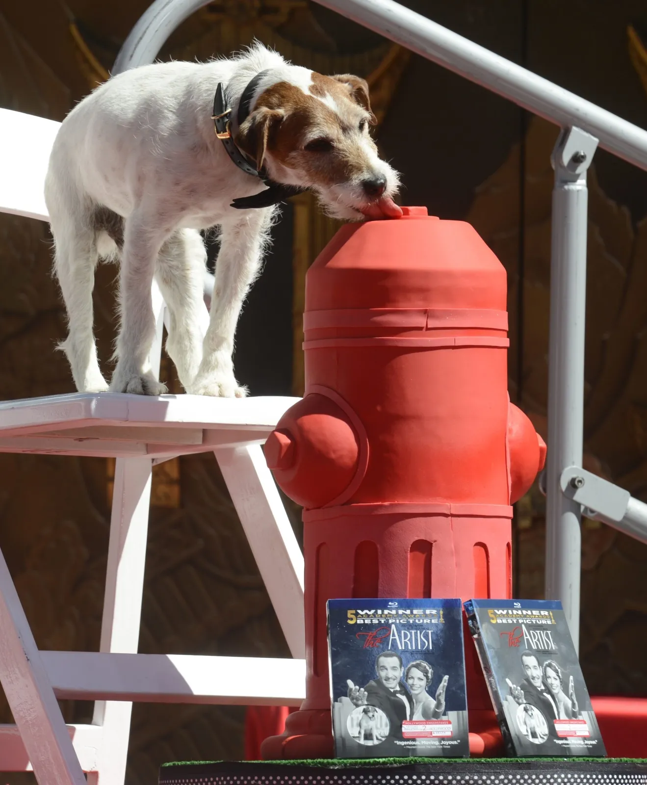 3696398-uggie-w-alei-gwiazd.jpg