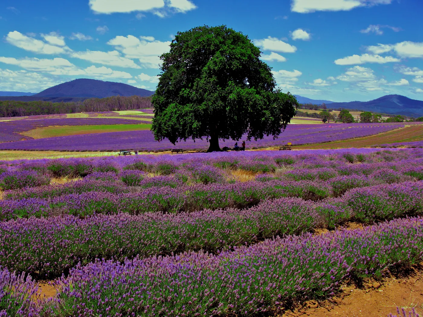 4657080-ekoturystyka-tasmania.jpg