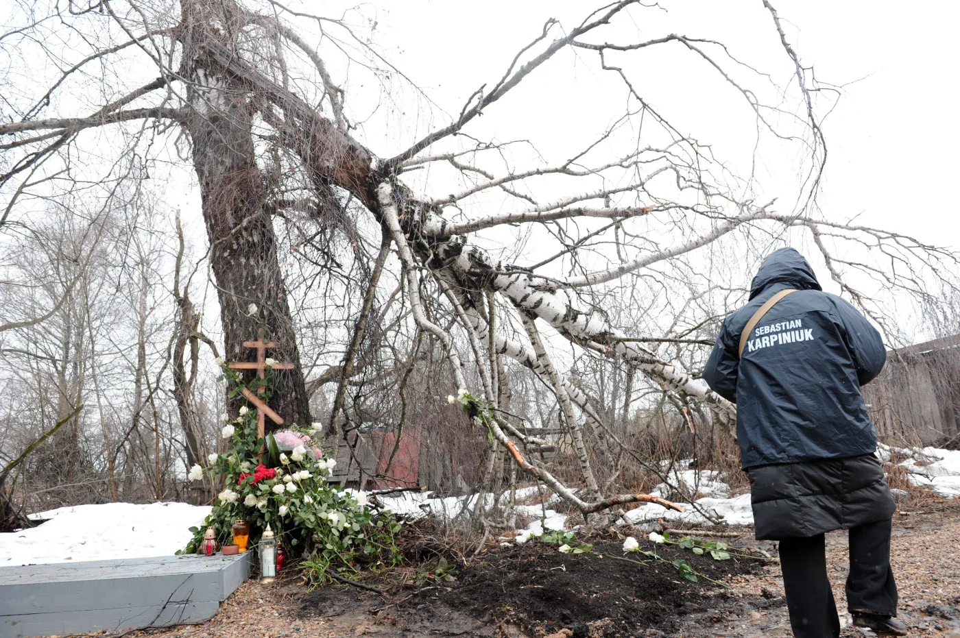 Brzoza ze Smoleńska