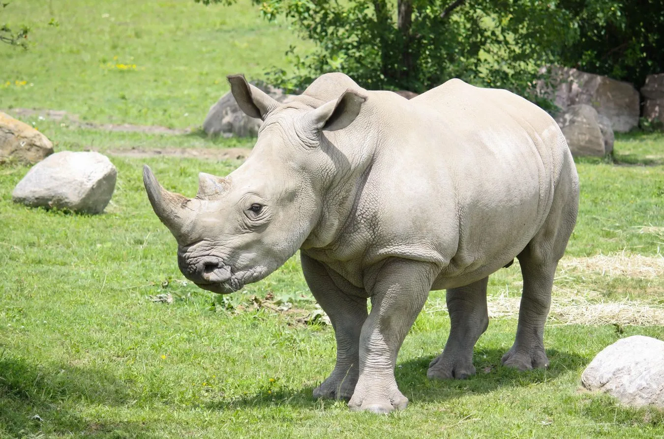 Biały nosorożec w zoo
