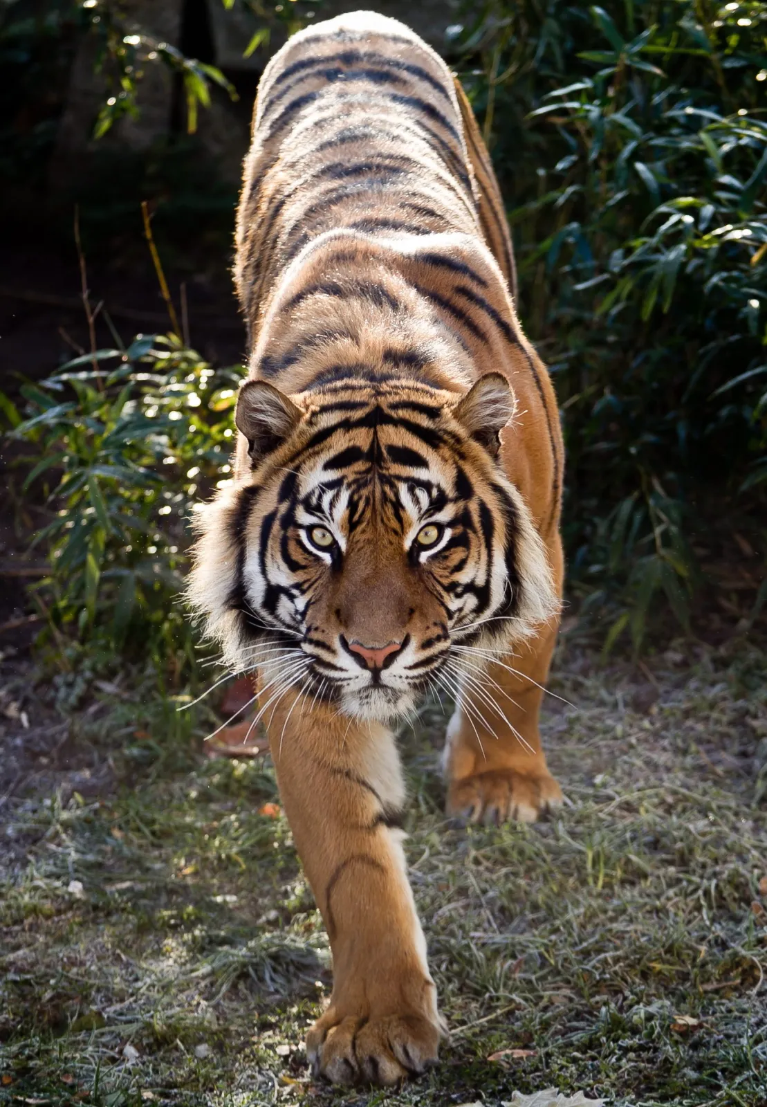 8216259-tygrys-sumatrzanski.jpg