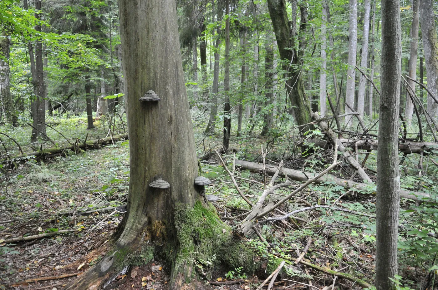 Puszcza Białowieska
