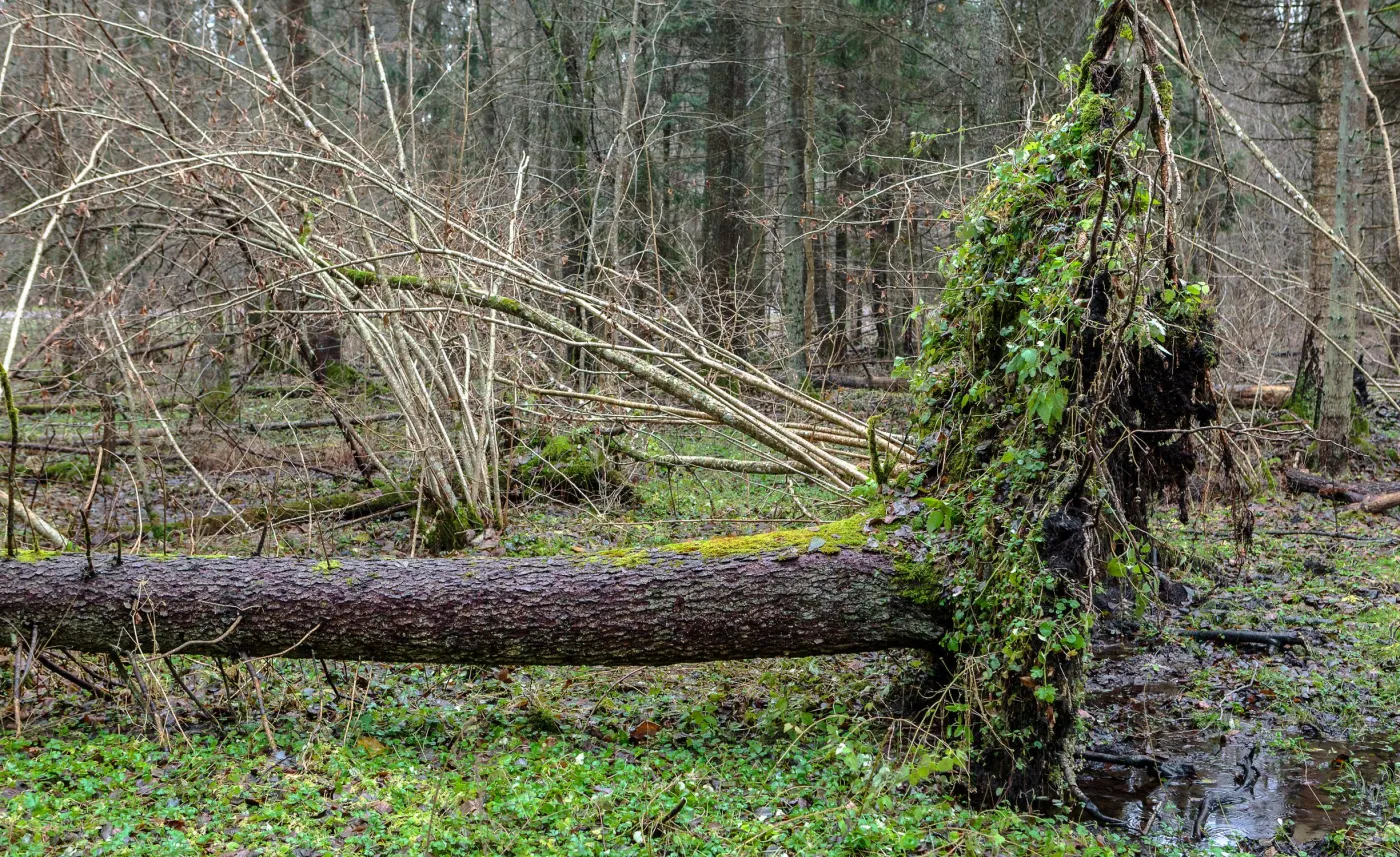 Puszcza Białowieska