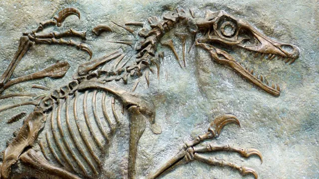 Odkryto nowy gatunek dinozaura. Tak dużych megaraptorów jeszcze nie znano