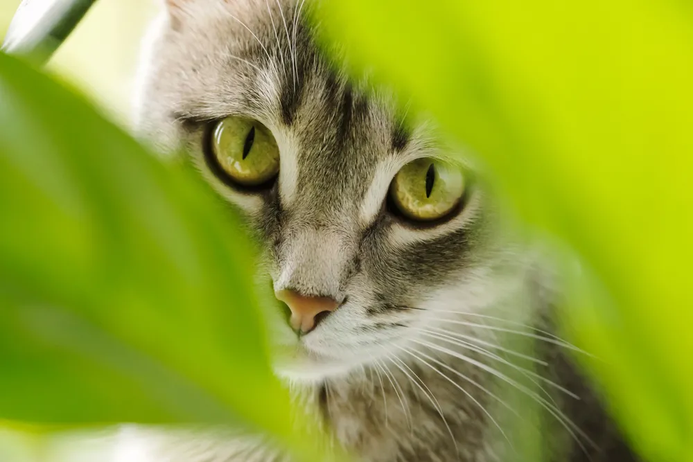 kot fot. shutterstock