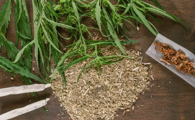Legalizacja marihuany w Kanadzie obniżyła jej ceny. Również na czarnym rynku