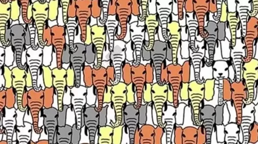 Panda ukrywa się między słoniami. Masz 10 sekund, by ją odnaleźć [ZAGADKA]
