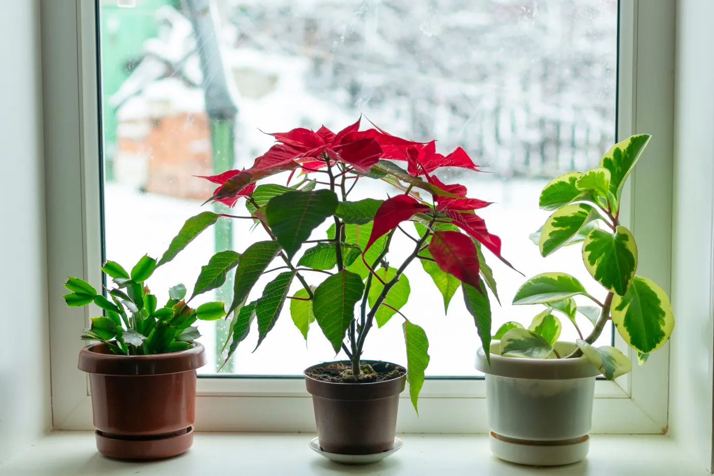 Najlepsza zimowa odżywka do anturium, gwiazdy betlejemskiej i grudnika. Sprawdź, jak ją przygotować
