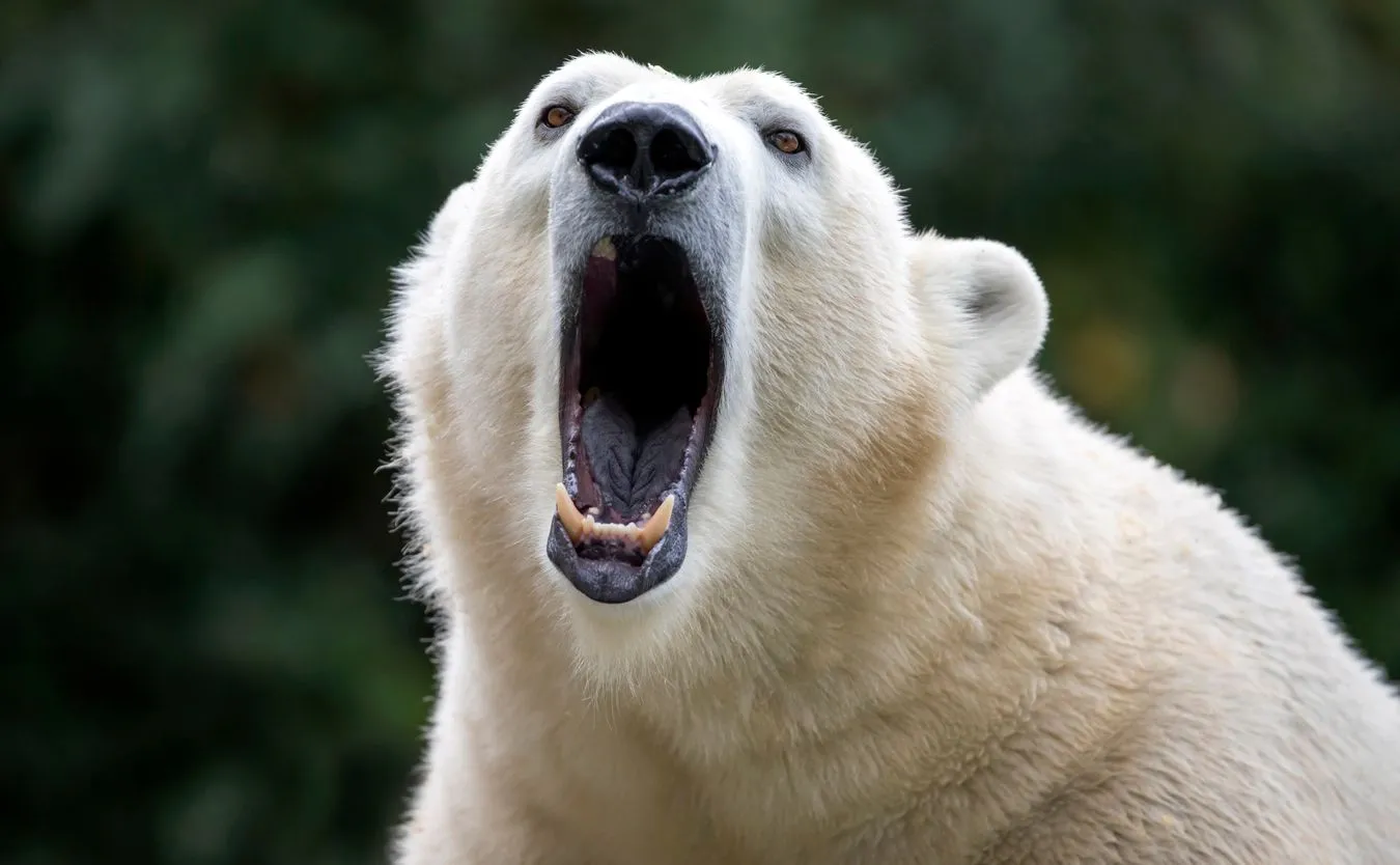 Niedźwiedź polarny