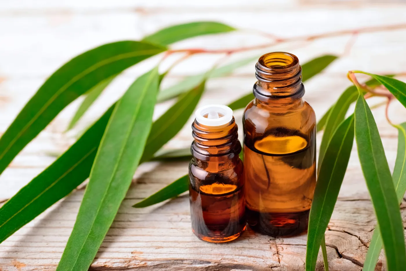 Eucalyptus,Essential,Oil,And,Fresh,Eucalyptus,Leaves,On,The,Table