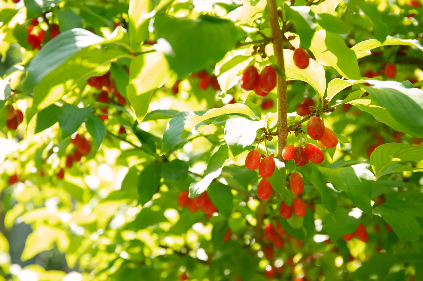 Red,Ripe,Cornelian,Berry,Or,Dogwoods,Growing,In,A,Garden