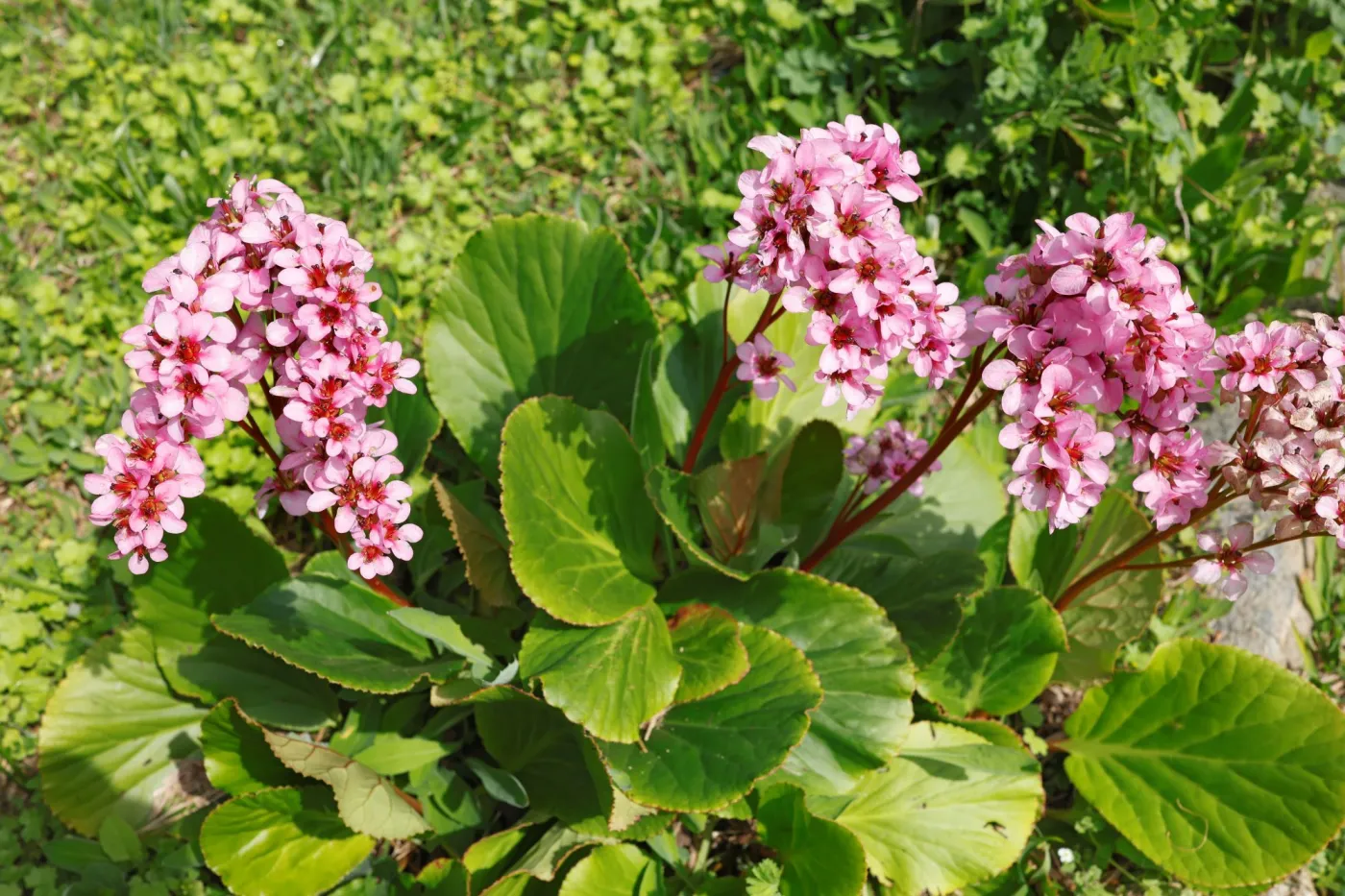 bergenia-sercolistna-39135057.jpg