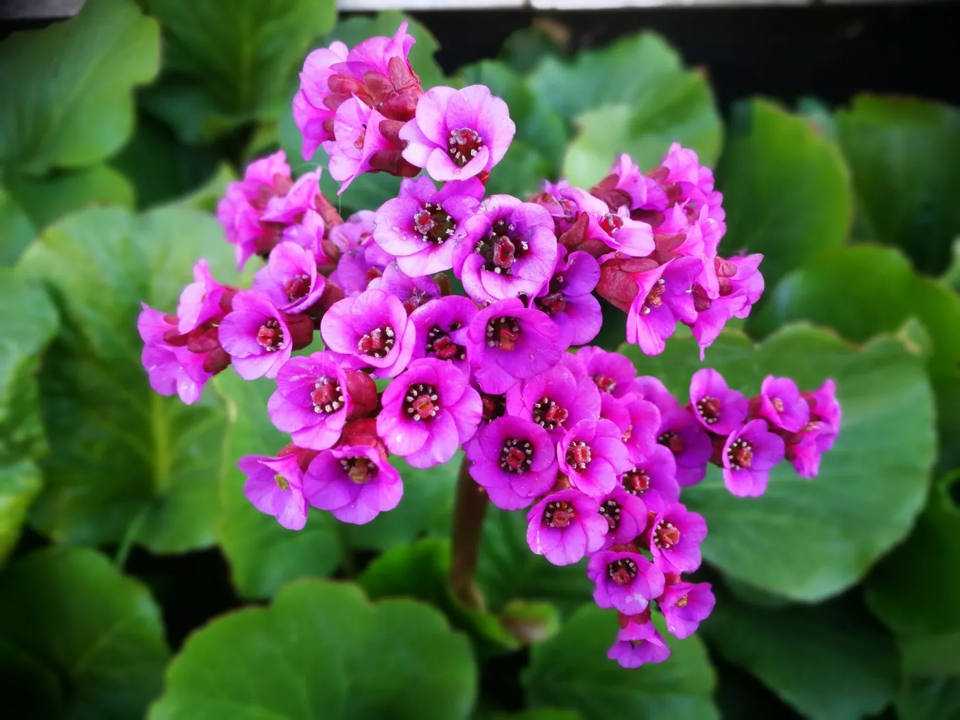 bergenia-sercolistna-39135061.jpg