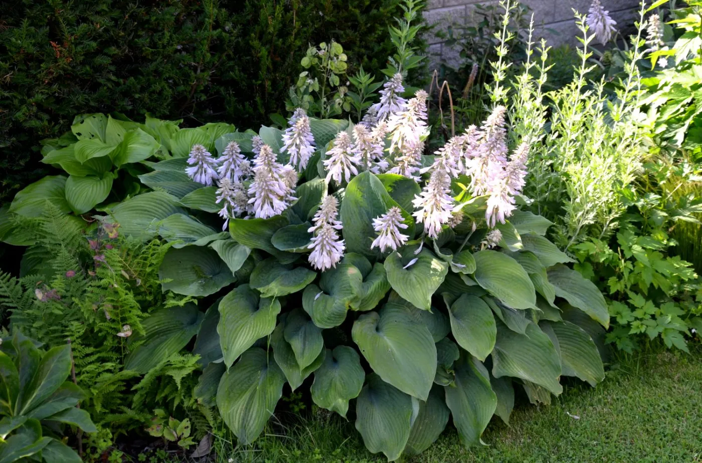 funkia-hosta-kwiaty-37835440.jpg