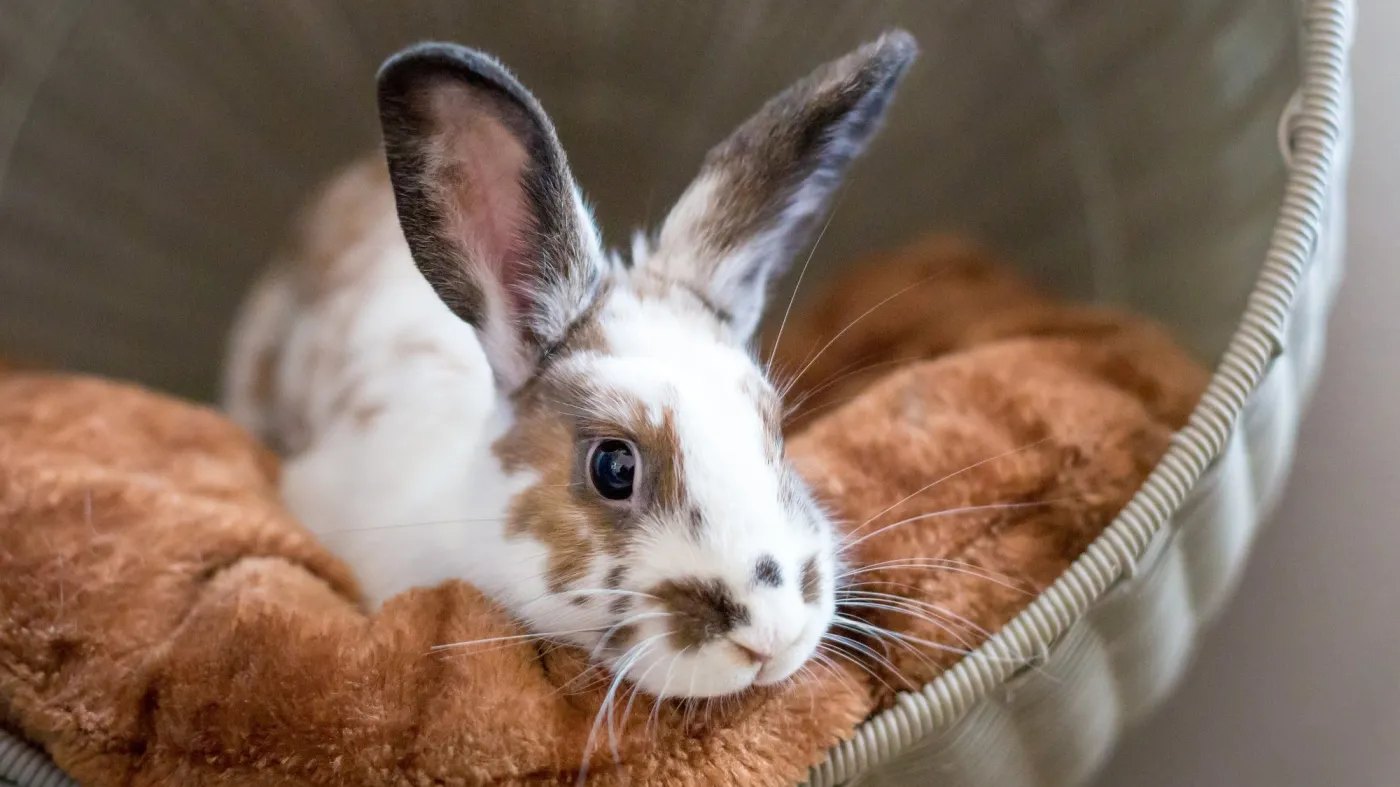 A,Dwarf,Mixed,Breed,Pet,Rabbit,With,Brown,Spotted,Markings