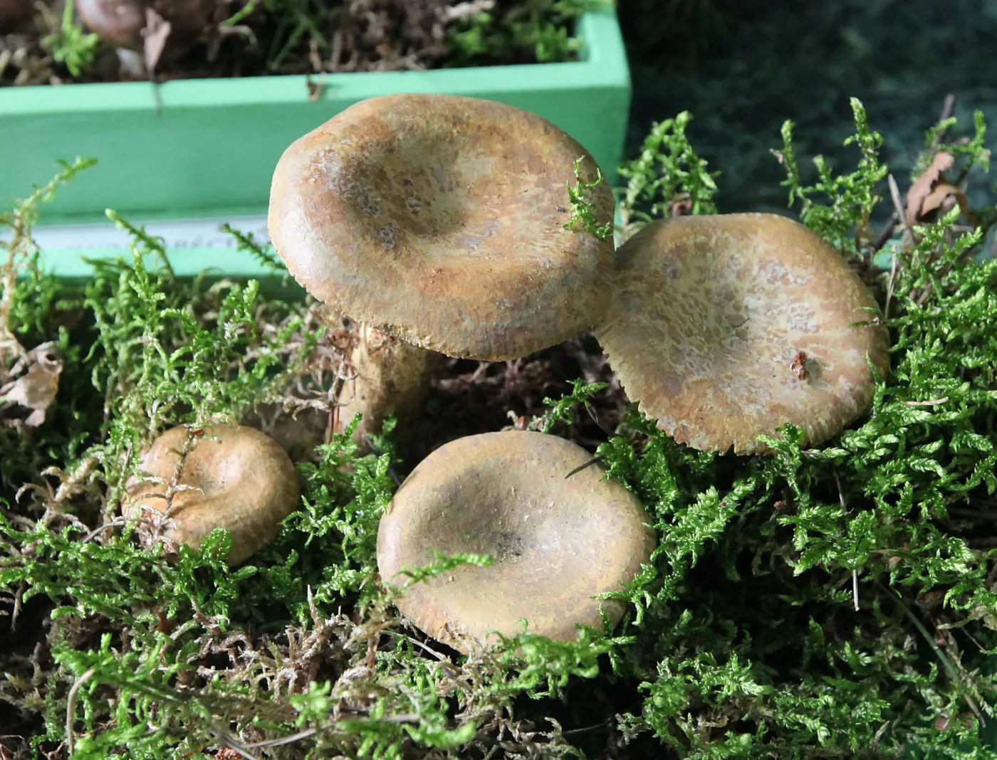 Krowiak Podwinięty