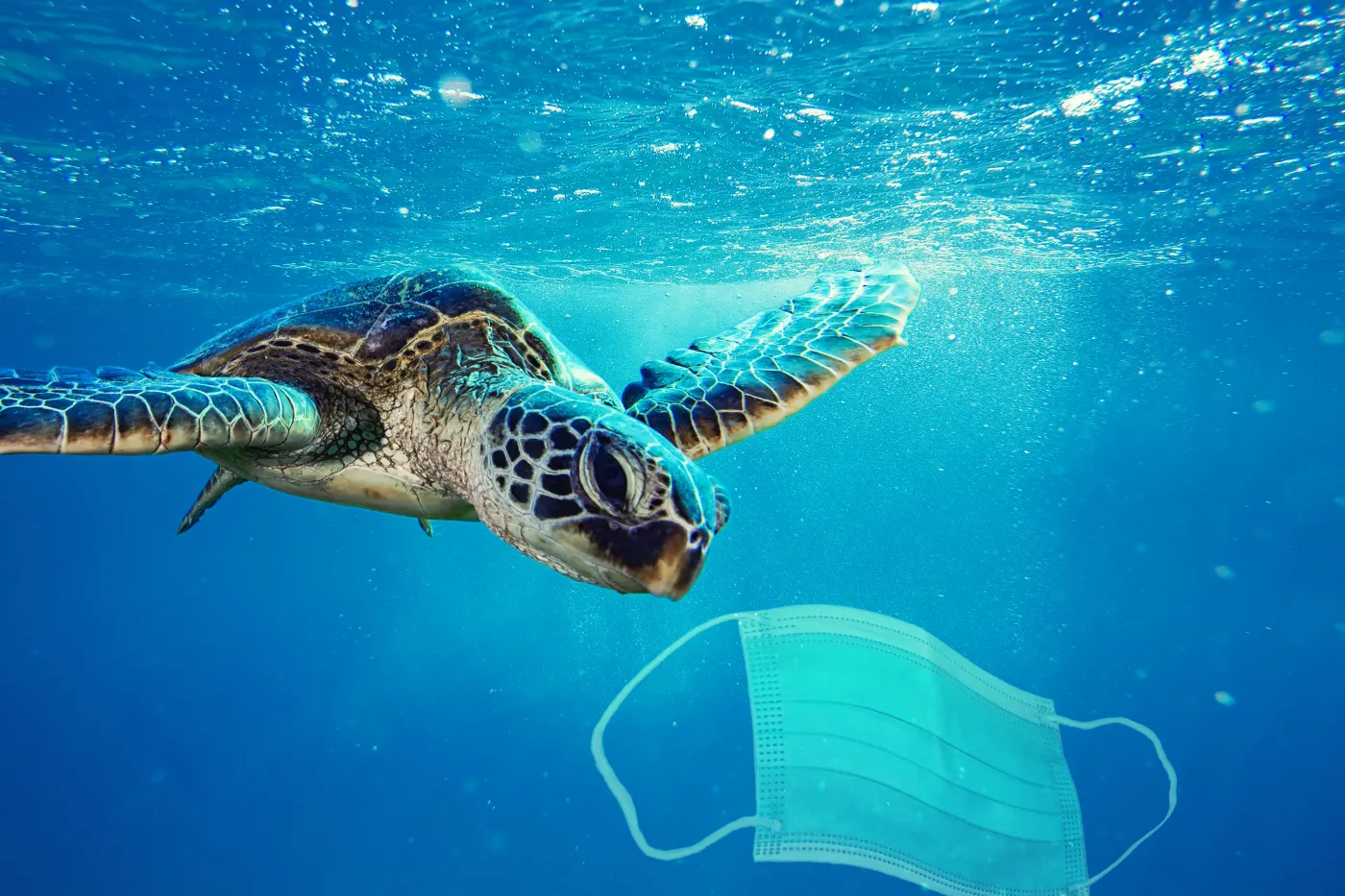 Ocean jest pełen cząstek farb. Zjadają je morskie organizmy [BADANIE]