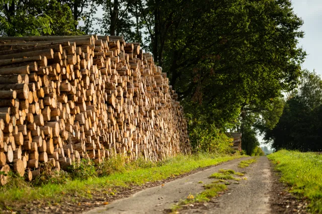 Azja wykupuje europejskie drewno. Niemieckim firmom brakuje surowca