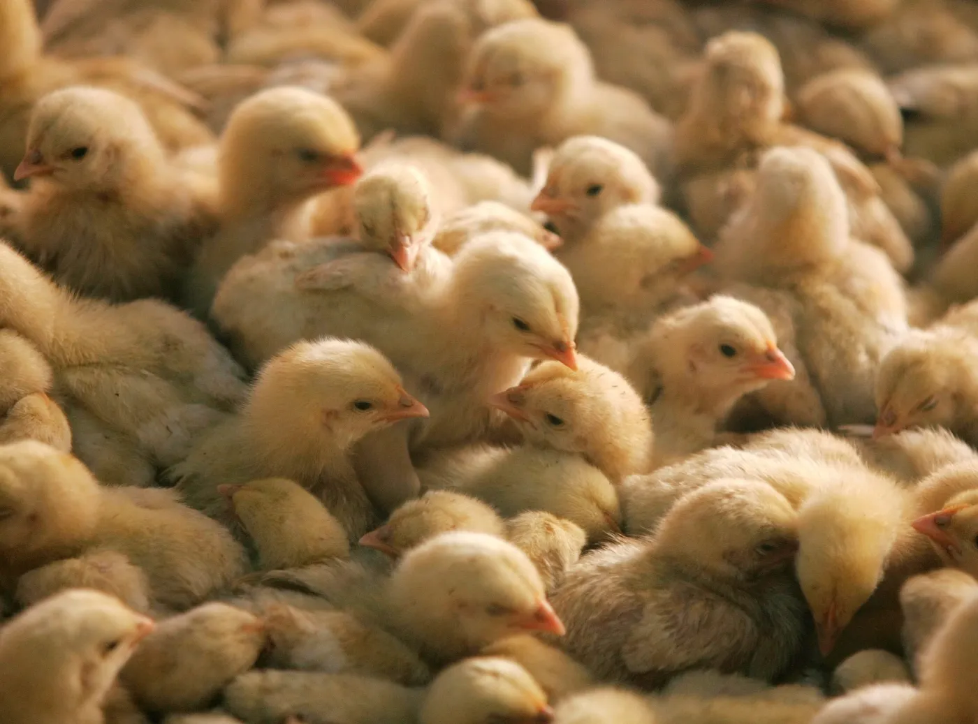 BBC: Ptasia grypa H5N1 atakuje dzikie i hodowlane zwierzęta na całym świecie