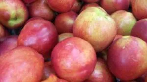 "Jabłka grójeckie" trafiły do rejestru chronionych oznaczeń geograficznych