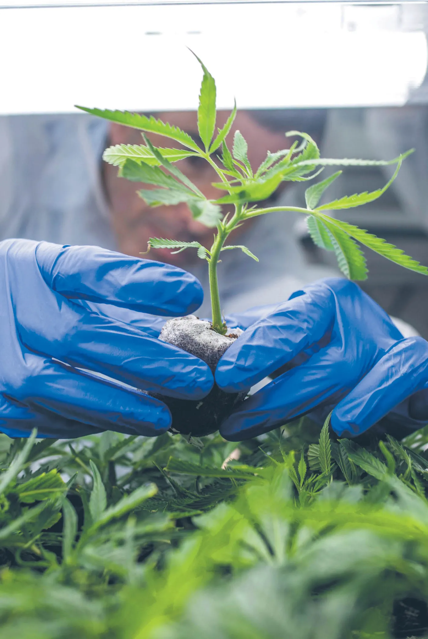 Legalna marihuana napędza dziki rynek