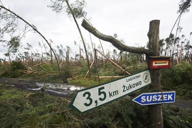 Lasy Państwowe: To największa klęska w dziejach polskiego leśnictwa