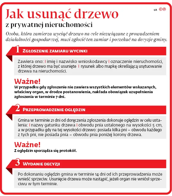 3083274-jak-usunac-drzewo-z-prywatnej.jpg