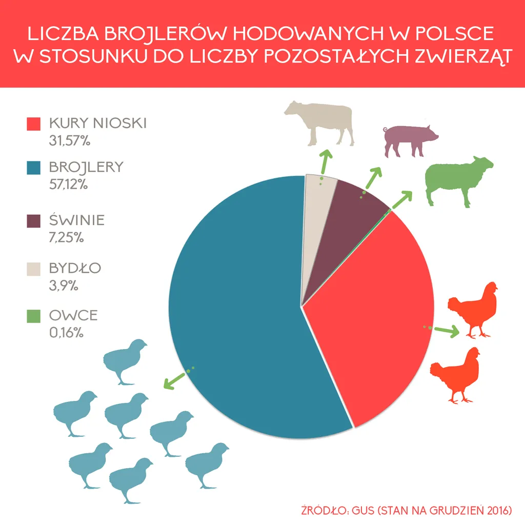 3324478-frankenkurczak-infografika-1.jpg