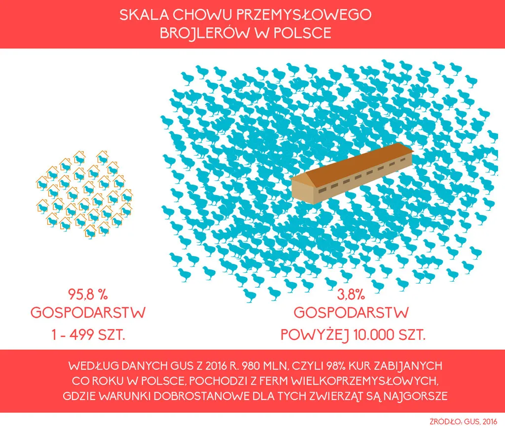 3324494-frankenkurczak-infografika-2.jpg
