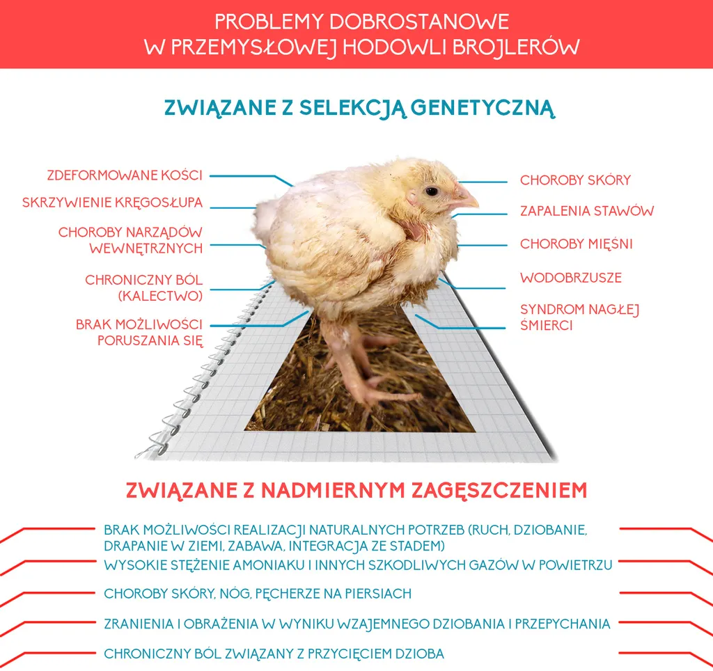 3324510-frankenkurczak-infografika-3.jpg