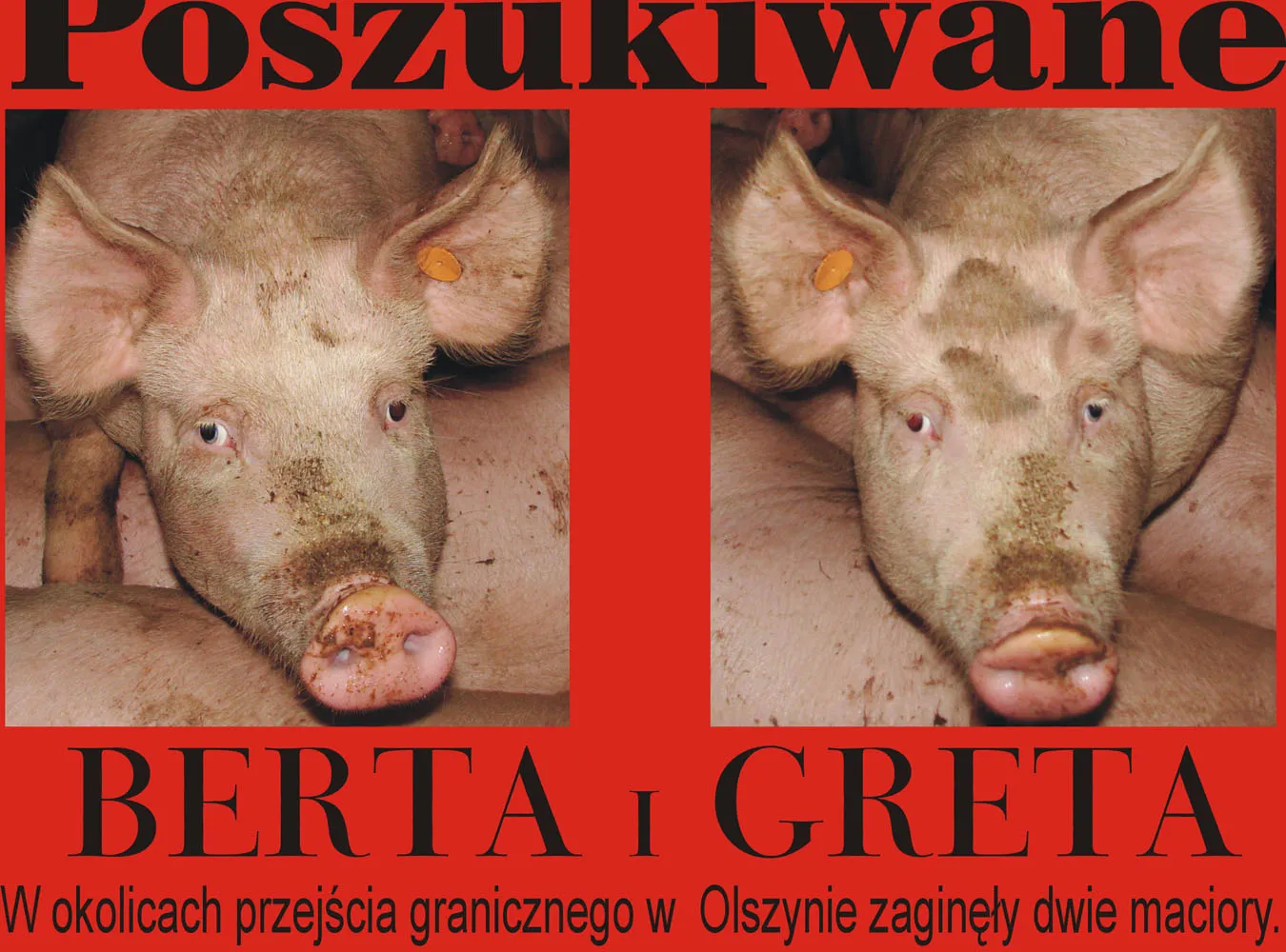 Dwie świnie wybrały wolność i zbiegły do polskiego lasu