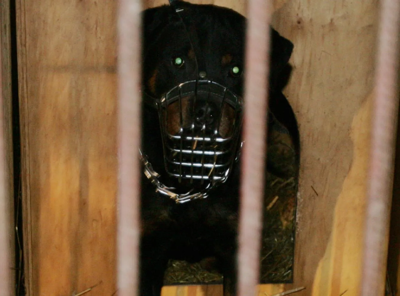 Rottweiler zagryzł siedmiomiesięczną dziewczynkę
