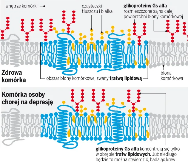 Komórki osoby z depresją funkcjonują odmiennie na poziomie biologicznym