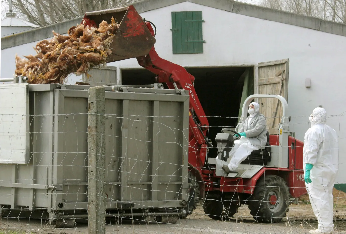 fowl_culling_in_germ_26979a_39170.jpg