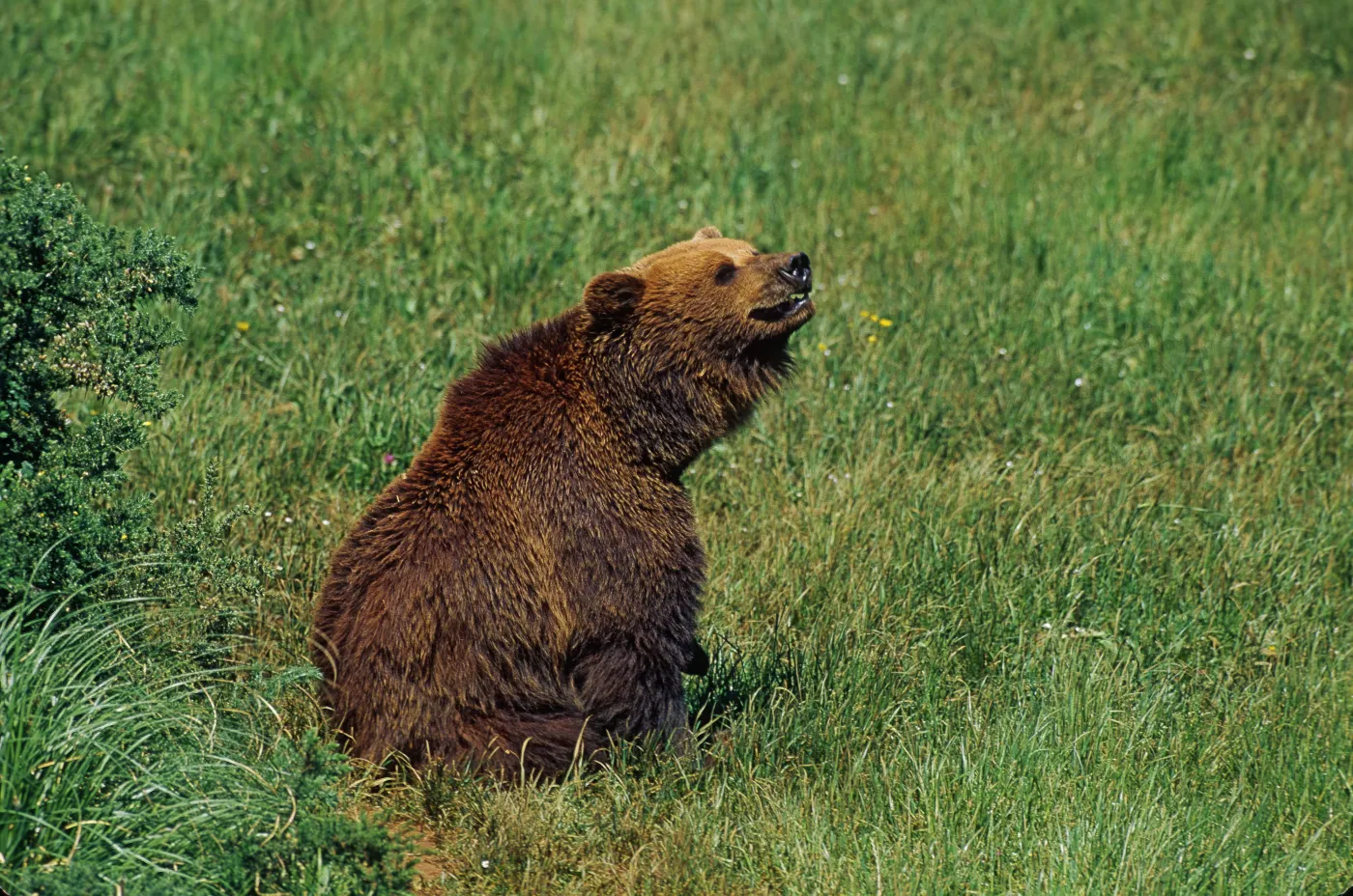 brown_bear_spain_179813a_1292715.jpg