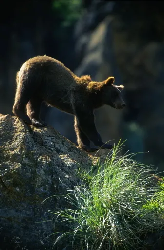 young_brown_bear_179811a_1292658.jpg