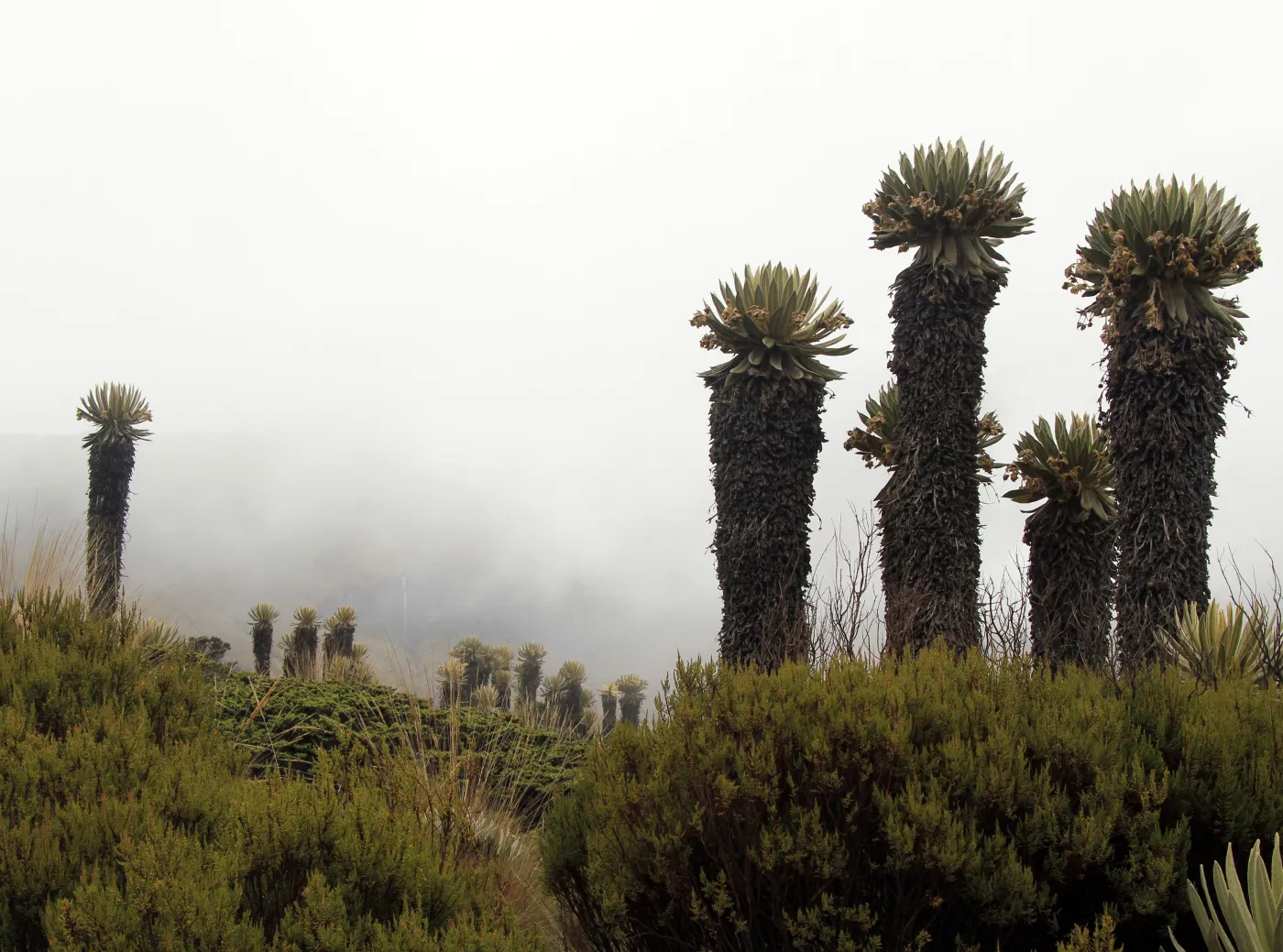 2139412-kolumbia-laguna-del-otun.jpg