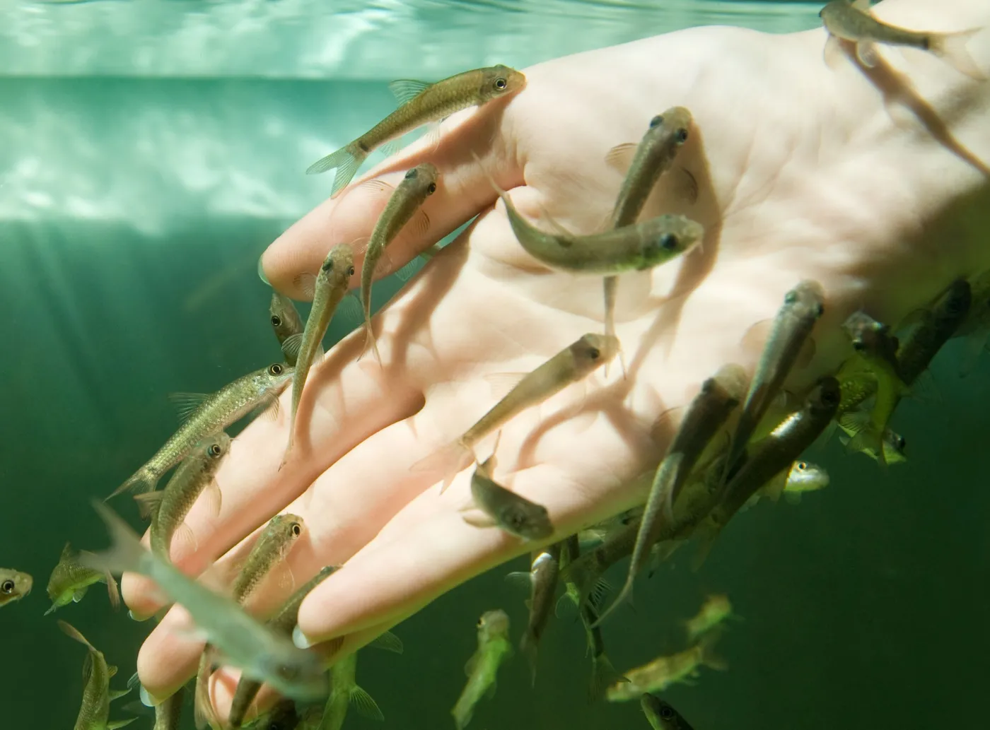 3451650-fish-pedicure-manicure.jpg