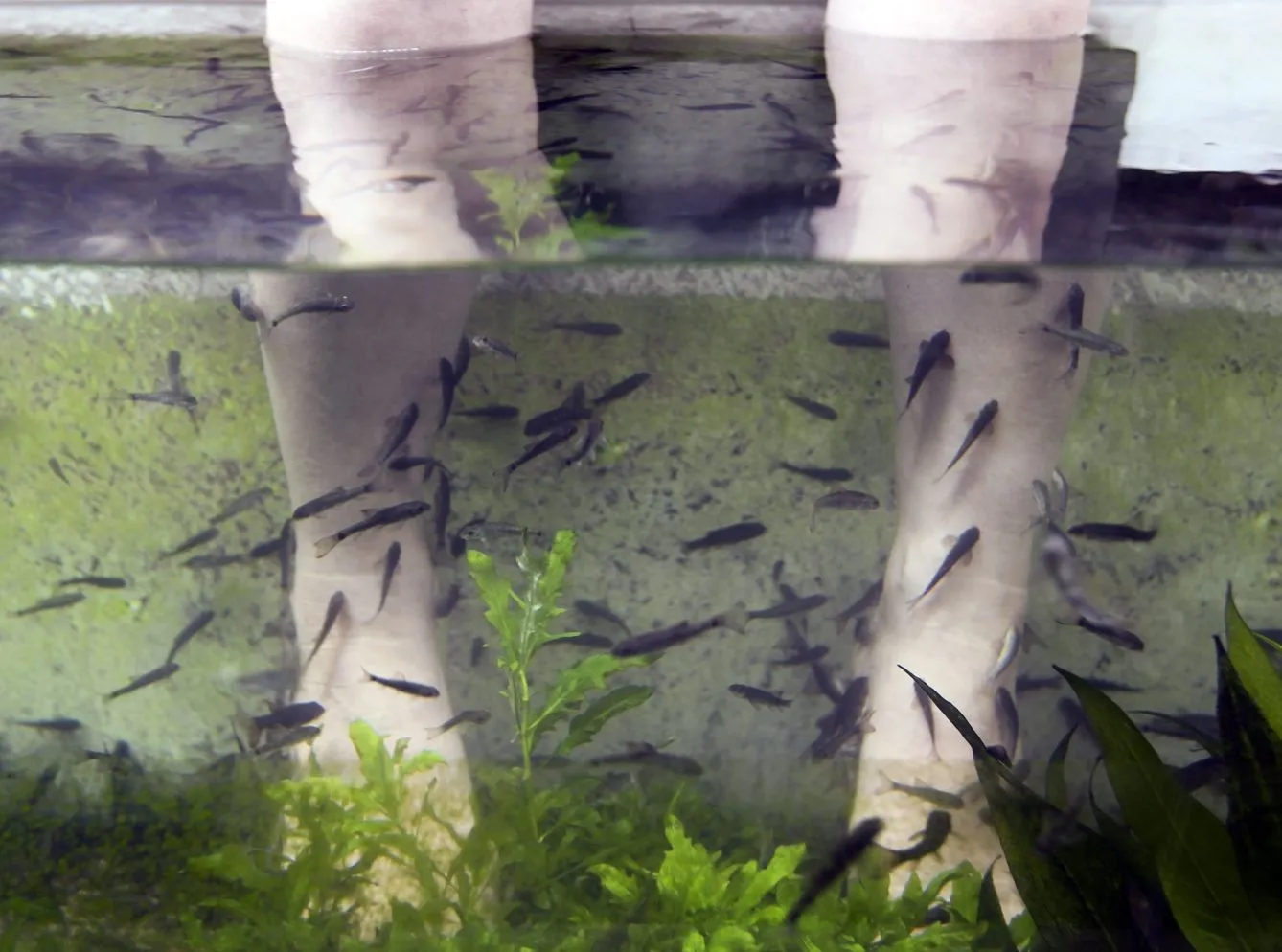 3451679-fish-pedicure-singapur.jpg