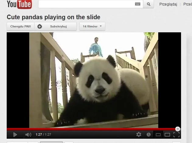 Tak się bawią misie panda, czyli szał na zjeżdżalni